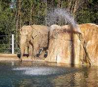 San Diego Zoo - Elephant Blending into the Rocks