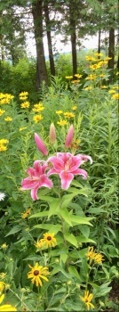 Pink Lily in a public garden.