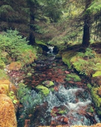 Magical Forest
