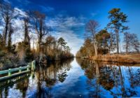 trees and water