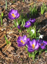 More crocuses with snowdrops