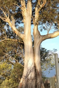 Gum Tree