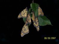 monarchs 6