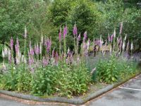Digitalis for julie88