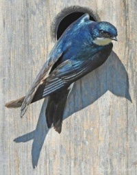 Swallow nest box