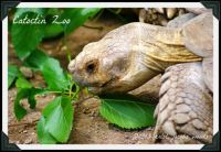 Tortoise at Catoctin Zoo