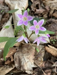 Spring Wildflowers: Spring Beauty
