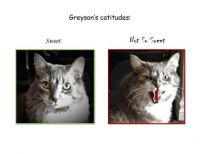 Greyson:  his catitudes; do your cats share the same? :)