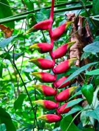 Heliconia. Eden Project