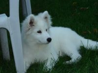 Samoyed puppy at 5 months