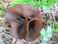 Interesting mushroom