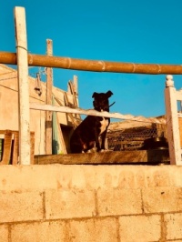 Isla Dog III