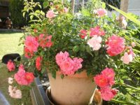 Apple Blossom Rose