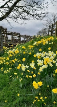 Daffodil bank