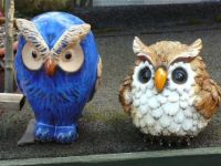 owls !
