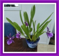 Carolyn's Orchid. Smaller.