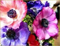 Láminas de flores_Anémonas variadas