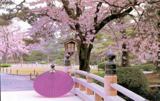 cherry blossoms, Japan