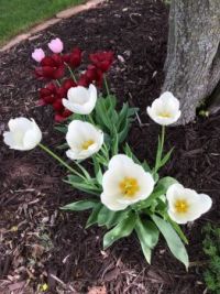 Wisc flowers