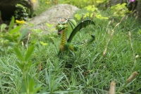Little Dragon Challenge III