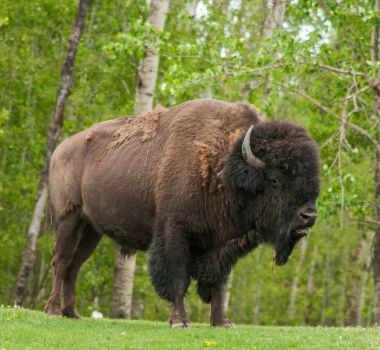 The Plains Bison