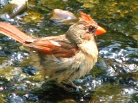 Cardinal taking a bath in our stream