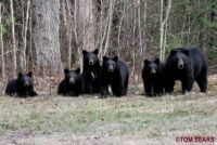 Black Bears 