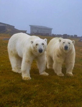 Polar Bear Pals