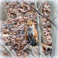RED FOX on the hill across Run 12-7-2020 11-35-50 AM