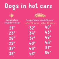 Be careful with the dog
