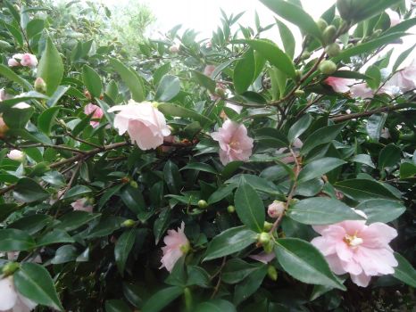 Pale pink camellia