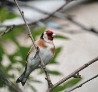 European goldfinch  (Carduelis carduelis)