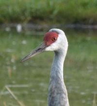 Sandhill Crane