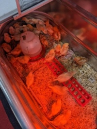 First Chicks for 2022