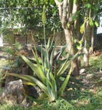 Aloes 2013