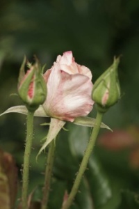 Rose Potential