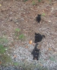 What else do you see besides three black cats?  Clue later in comments, if needed.