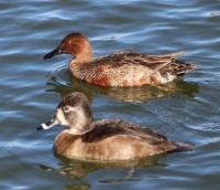 Cinnamon Teal in molting plumage (rear) and Ring-necked Duck, Santee Lakes, Santee, California