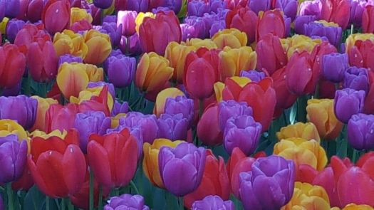 Awesome Tulips Skagit Valley WA