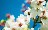 spring_bee-wide