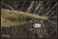 Male Wood Duck reflected on a still pond