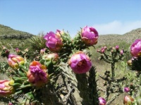 2010_0521 Desert 14