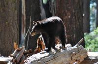 Black bear in Sequoia National Park