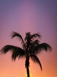 Glowing_Palm_Sunset-RKH-2110-2