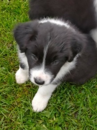 Bowie