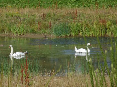 Swans on Agbrigg Flood Defence