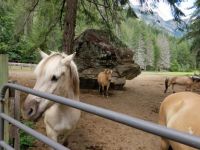 THEME: Horses--Stehekin, Lake Chelan, Norwegian Fjord horses #4