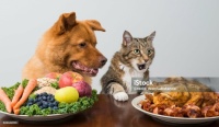 Cat and dog choosing between veggies and meat