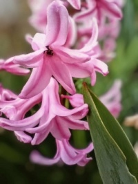 🍀🌸 Scent Incarnate 🌸🍀