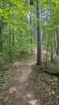 Trail through the woods in Northern Wisconsin